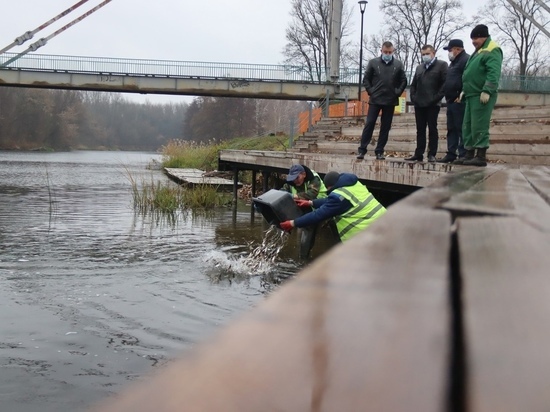 В реку Лесной Воронеж в Мичуринске выпустили более 2 тонн мальков рыбы