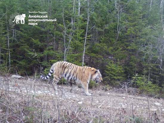 Молодой тигр появился в Анюйском национальном парке Хабаровского края