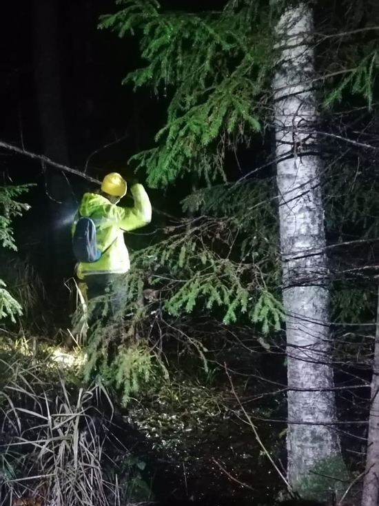В Тверской области волонтеры часами искали «потеряшку» в мокром лесу, а она сама вернулась домой
