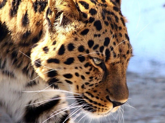 В Приморье в видеоловушку попала неизвестная самка леопарда
