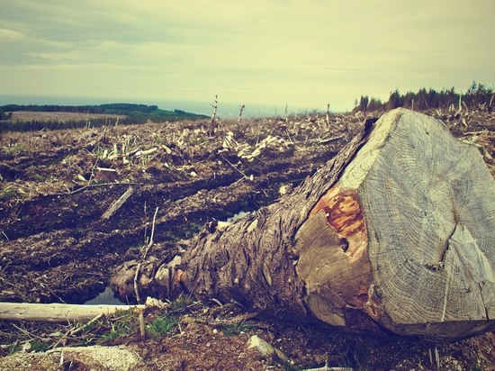 Компания заплатит почти 52 млн рублей за уничтожение леса в Читинском районе