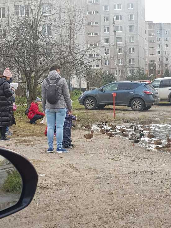 В Ярославле самая страшная лужа превратилась в озеро с уточками