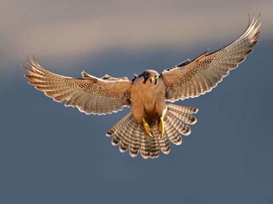 В Великом Новгороде пройдут показательные полеты хищных птиц