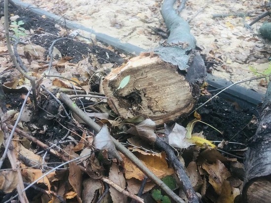 В воронежском сквере имени Костомарова вырубят 25 деревьев