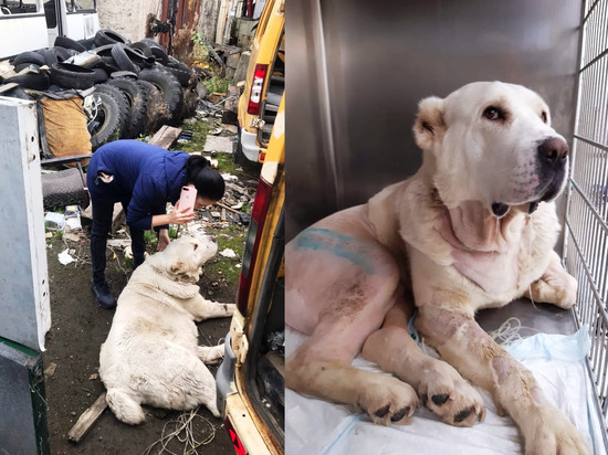 Алабая из Карелии с гематомами и переломами продолжают лечить в Санкт-Петербурге