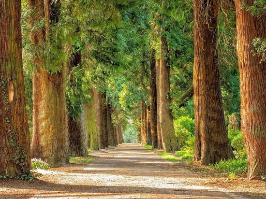 Страны G20 нацелены высадить 1 трлн деревьев до 2030 года