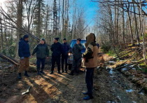 Сотрудники Иволгинского лесничества при помощи бульдозера выровняли лесную дорогу около села Калёново Республики Бурятия