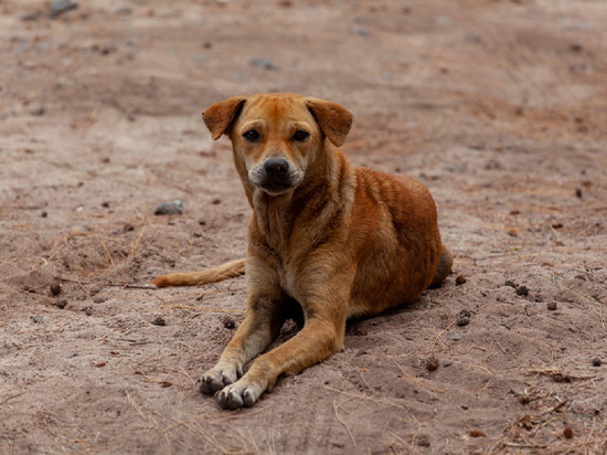 Заплатят чиновники: с начала года бродячие собаки покусали 10 детей в Салехарде