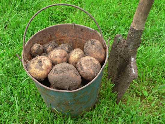 Те, кто скупал картофель мешками, могут пожалеть
