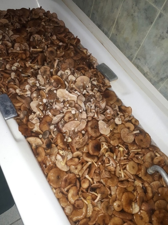 В Воронежской области продолжается грибной бум: кому грибы есть нельзя