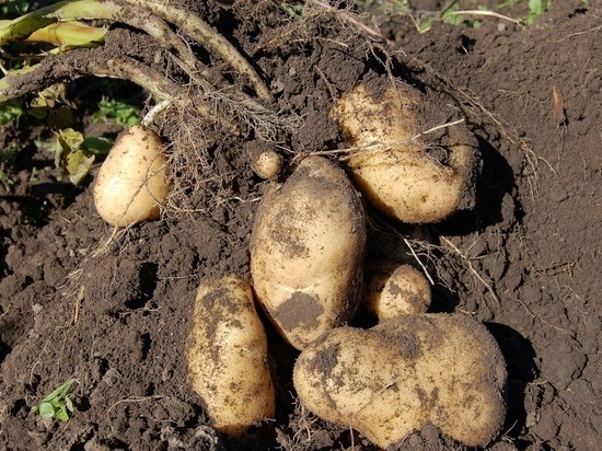 В Козельском районе фермер преследовал воров с 215 кг картофеля