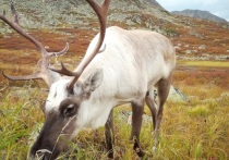 В Республике Алтай подвели итоги осенней экспедиции по изучению северного оленя