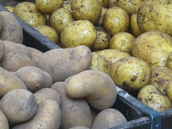 Какие сорта картофеля подойдут для разных блюд