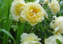 В Хабаровске розы в горшочках продаются на каждом углу - но стоит ли покупать их?