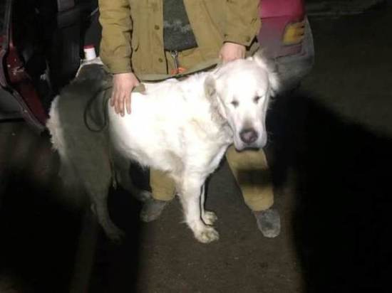 В Иванове за два месяца с улиц отловили более 80 собак