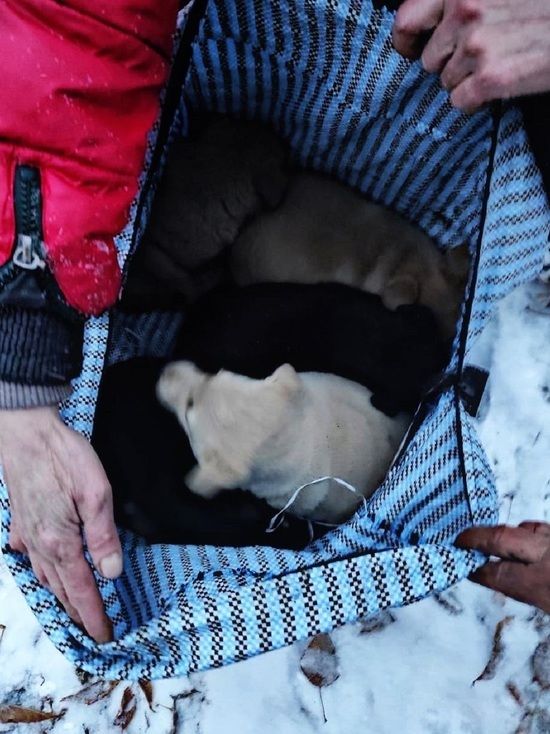 Кузбасские спасатели с помощью петли вытащили оставленных под гаражом щенков