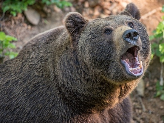 Собаки покусали медведя и отбили своего хозяина в Томской области