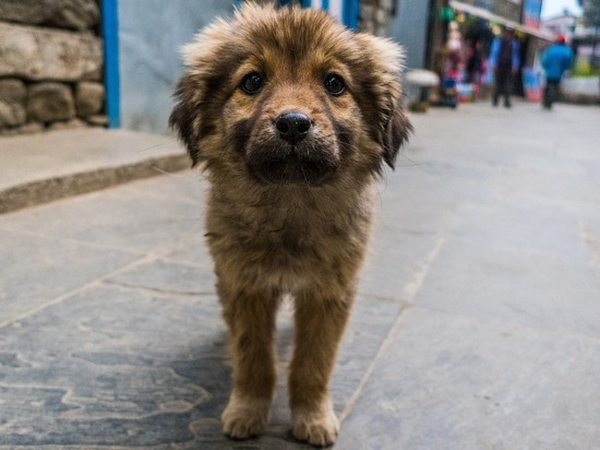 В Кузнецке  отловом бездомных собак займется компания из Пензы