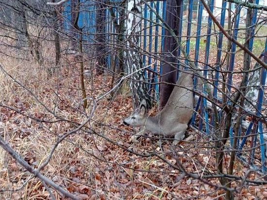 В Шатковском районе спасли застрявшую в заборе косулю