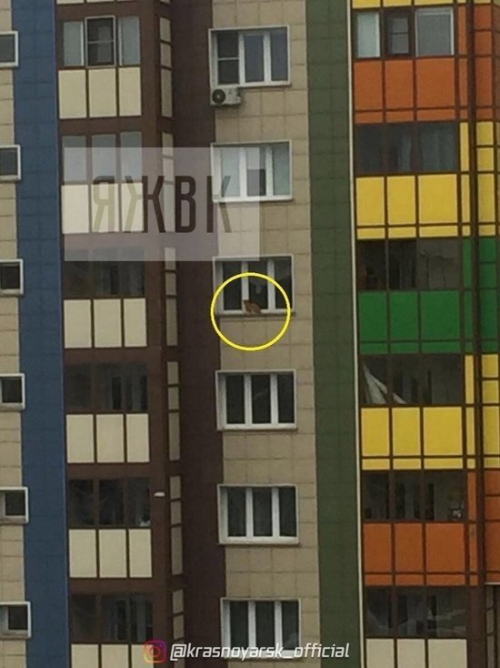 Кот в Красноярске поцарапал беременную хозяйку и оказался за окном 14 этажа