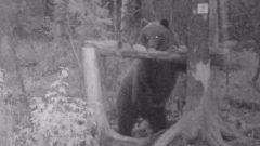 Медведь чешется о дерево: забавное видео сняли в лесу Ямала