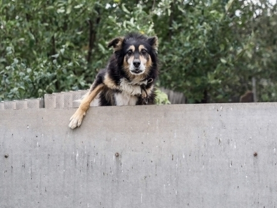 Дополнительный приют для животных построят в Астраханской области