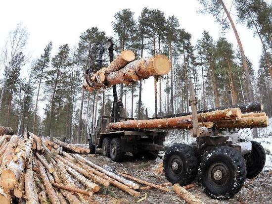 В Кировской области выявили факт незаконной вырубки леса на почти миллион