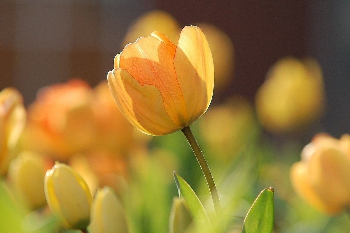 Как вырастить тюльпаны к 8 марта в домашних условиях