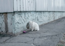 На улице Адмирала Юмашева во Владивостоке горожане обнаружили мертвое тело кошки