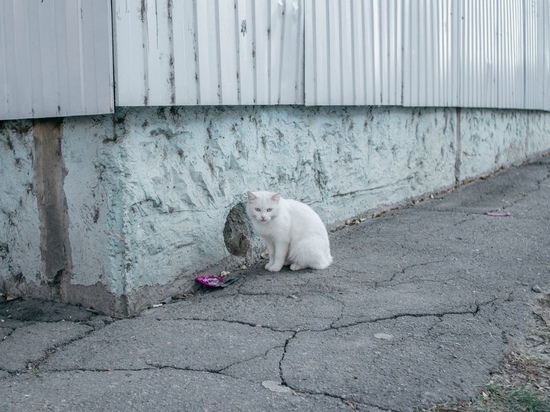 После дезинфекторов жители Владивостока обнаружили мертвую кошку