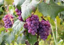 Дачникам рассказали, как укрывать виноград в сырые теплые зимы