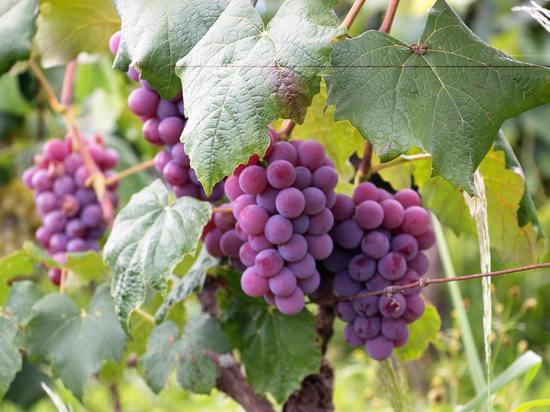 Дачникам рассказали, как укрывать виноград в сырые теплые зимы - МК