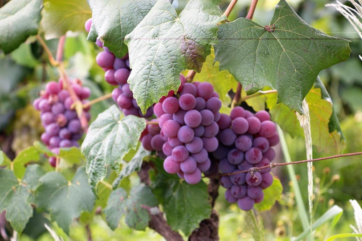 Дачникам рассказали, как укрывать виноград в сырые теплые зимы - МК