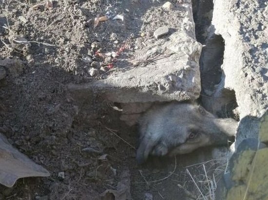 В Сарапуле спасли застрявшую в бетонных плитах собаку