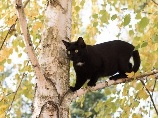 В поселке на Брянщине спасатели сняли с дерева кошку