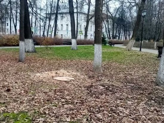 В Ярославле в центре города спилили три здоровых дерева