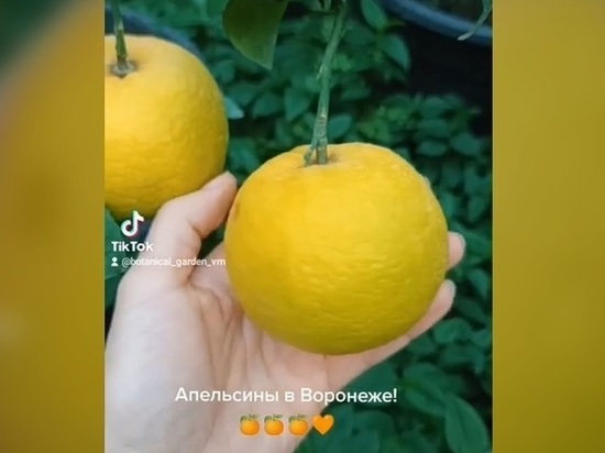 В воронежском Ботаническом саду ВГУ созрели апельсины