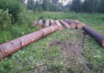 В Енисейске Красноярского края местного жителя приговорили к 7 годам тюрьмы за незаконную рубку леса. Общая сумма ущерба составила примерно 650 тысяч рублей.