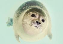 Детеныши тюленя обладают уникальной способностью