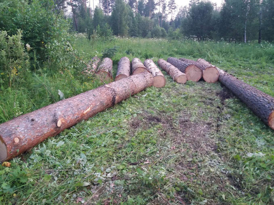 7 лет тюрьмы получил вырубивший леса на 650 тысяч рублей житель Енисейска