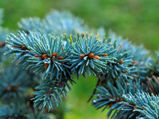 В Нальчике просят помешать строительству на месте рощи голубых елей