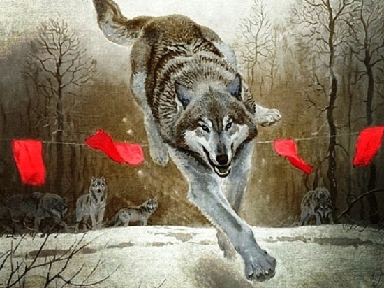 Случаи вторжения волков в ареал человеческого обитания в Архангельской области с каждым годом становятся всё чаще. Версии охотников, экологов сводятся к одному – человек уничтожил волчий мир