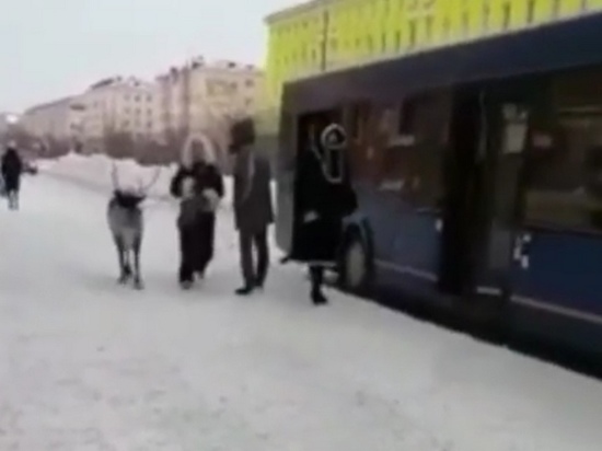 Олень в автобусе в Норильске Красноярского края стал популярным в Интернете