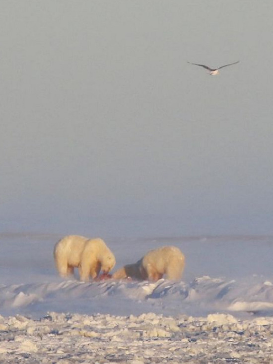 Обедающую китом семью белых медведей сфотографировали ученые на Ямале