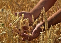 В текущем году 19 фермеров Белгородской области получили гранты в рамках программы «Агростартап»