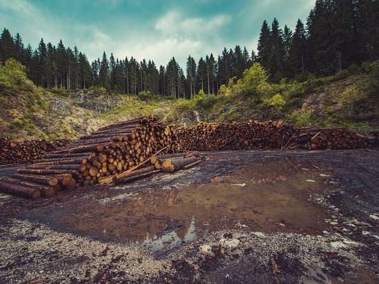 Предприятие по добыче сурьмы обязали восстановить 9 га леса в Забайкалье