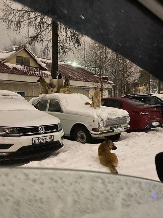 Голуби уже не те: стая собак «отогревает» припаркованную машину в Ноябрьске