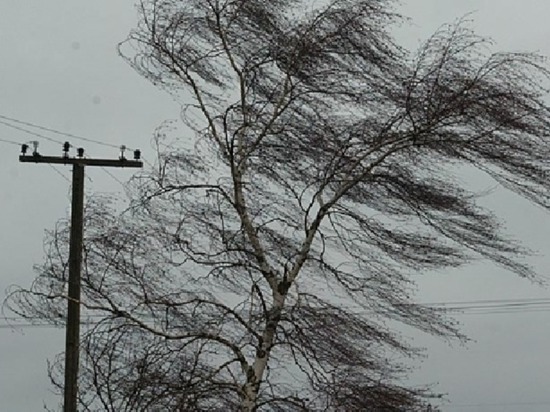 МЧС предупреждает смолян о сильном порывистом ветре 9 ноября