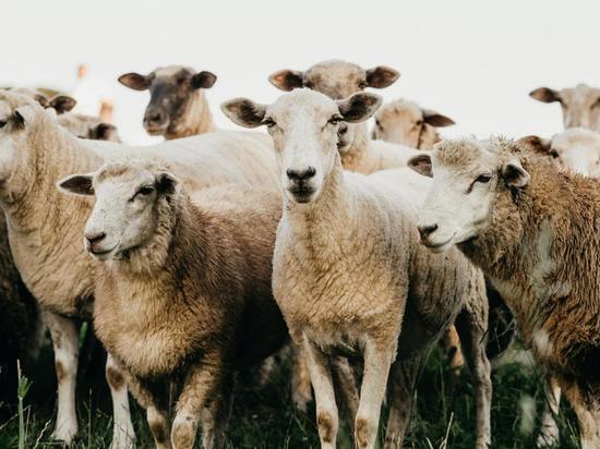 Зачем кормить овец свежим хлебом и расставлять на деревьях иконы