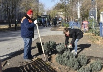 Озеленительные работы проходят в Кировском районе на улице 3-ая Зеленгинская